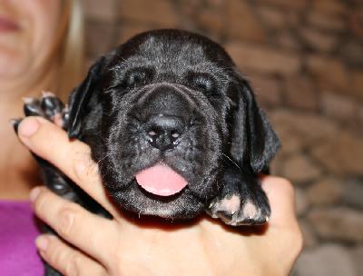 Bruni vom Altm�hlerhof