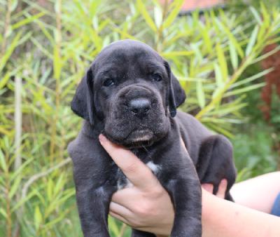 Bruni vom Altm�hlerhof