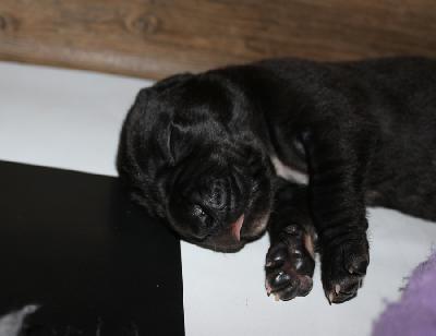 Bijou vom Altm�hlerhof