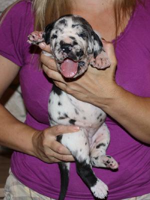 Bianca vom Altmhlerhof