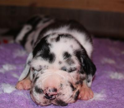 Business vom Altm�hlerhof