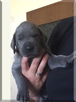 Cyron Von Blue Ebony