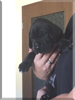 Call me Manni Von Blue Ebony