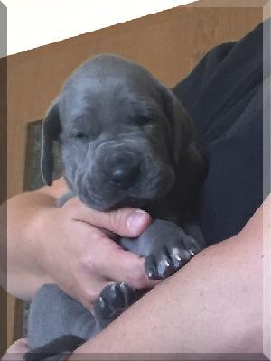 Cheyenne Von Blue Ebony