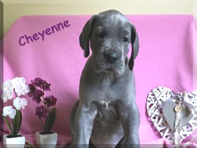 Cheyenne Von Blue Ebony