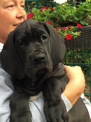 Celina Von Blue Ebony