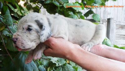 Quatschkopf Vom Waldfrieden