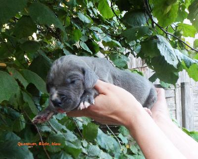 Quantum Vom Waldfrieden