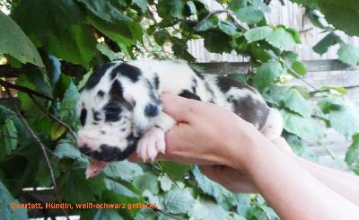 Quartett Vom Waldfrieden