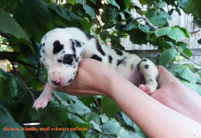 Quinoa Vom Waldfrieden