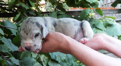 Quitte Vom Waldfrieden