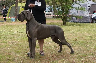 Ch Evangel-Lion-B della Baia Azzurra