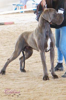 Ch Evangel-Lion-B della Baia Azzurra