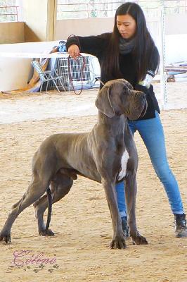 Ch Evangel-Lion-B della Baia Azzurra