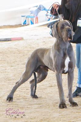 Ch Evangel-Lion-B della Baia Azzurra