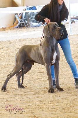 Ch Evangel-Lion-B della Baia Azzurra