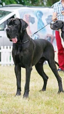 Ch Yang vom Herstallturm