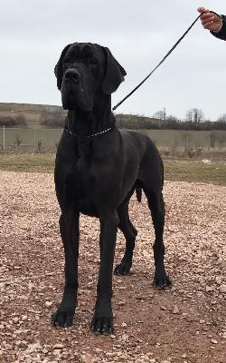 Ch Yang vom Herstallturm