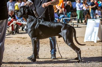 Ch Yang vom Herstallturm