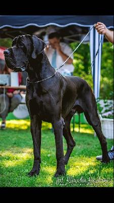 Ch Yang vom Herstallturm