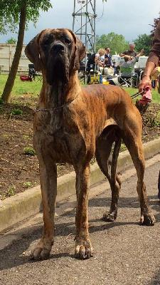 Ch Lt-Mitchell des Plaines de Rangeval