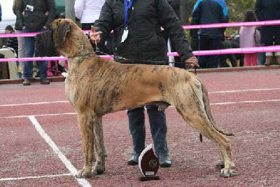 Filibert des Princes de Cocagne