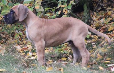 Arnold vom Hause Rawert