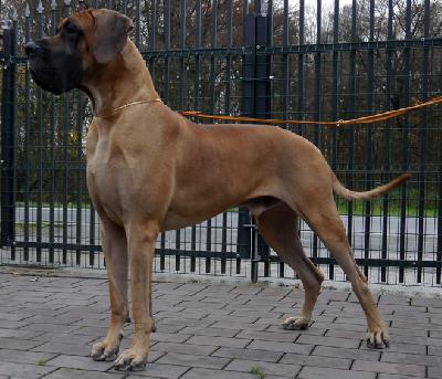 Arnold vom Hause Rawert