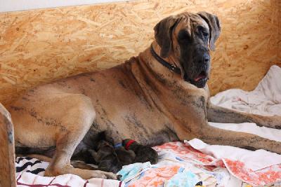 Asko vom Hause Rawert