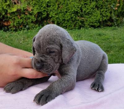 Yox Vom Hause Wagner