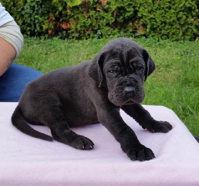 Yodelsepp Vom Hause Wagner