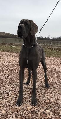 Yodelresi Vom Hause Wagner