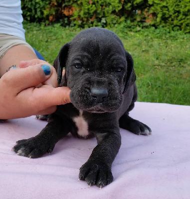 Yoda Vom Hause Wagner