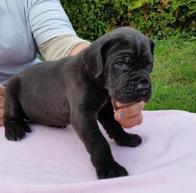 Yeuse Vom Hause Wagner