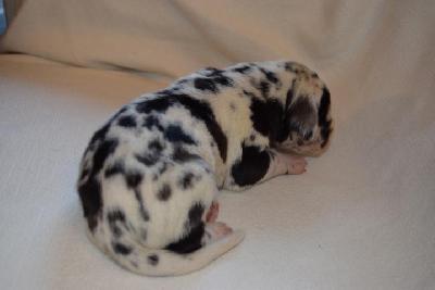 Earl Vom Hause Altmann