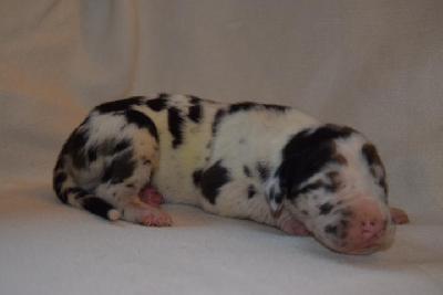 Emir Vom Hause Altmann