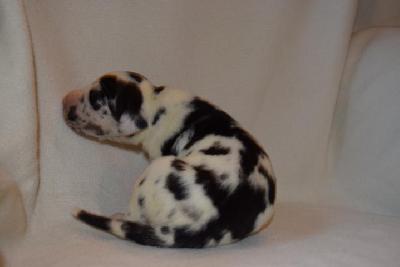 Emir Vom Hause Altmann