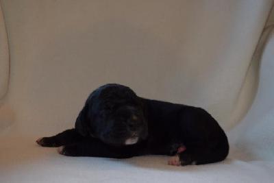 E-Herzbube Vom Hause Altmann