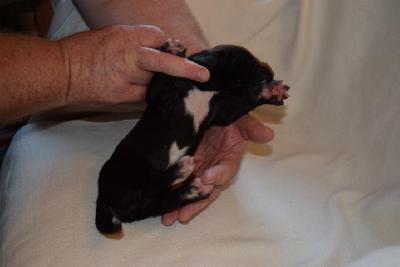 E-Herzbube Vom Hause Altmann