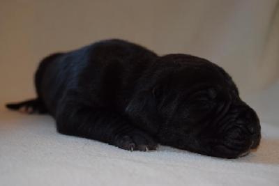 Emil Vom Hause Altmann