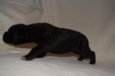 Eve Vom Hause Altmann