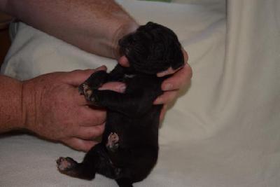 Eve Vom Hause Altmann