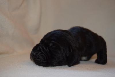 Evita Vom Hause Altmann