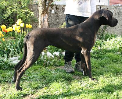 Fee vom Hause R�sch