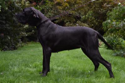 Dimata Hari v. Santa Mira