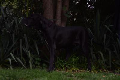 Dimata Hari v. Santa Mira