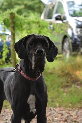 Dimata Hari v. Santa Mira