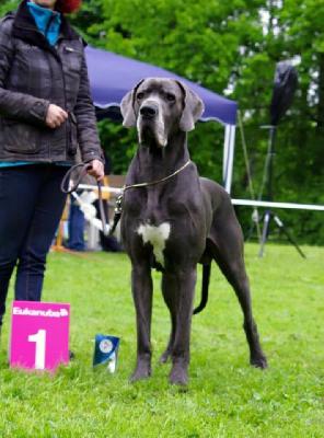 Ch Unity-Blue vom Polarstern