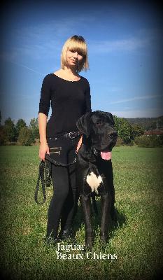 Jaguar Beaux Chiens