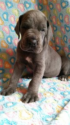 Charlie Von Blue Ground